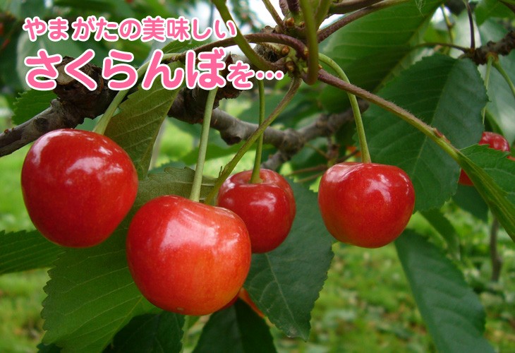 山形の美味しいさくらんぼを・・・