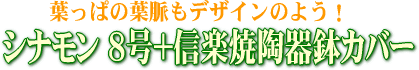 ���ʥ��8��+���ھ�ƫ��ȭ���С�