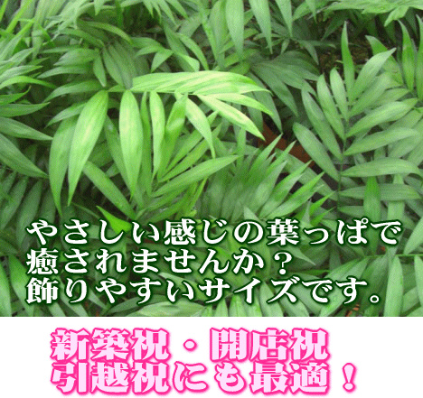 テーブルヤシ