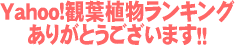 ��󥭥�