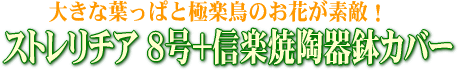 �٥󥸥�ߥ�8��+���ھ�ƫ��ȭ���С�