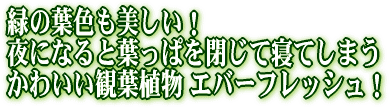 �ۥ磻��ƫ�郎�Ф�����ء�����Ω�Ƥޤ���