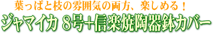 ���쥫�䥷8��+���ھ�ƫ��ȭ���С�