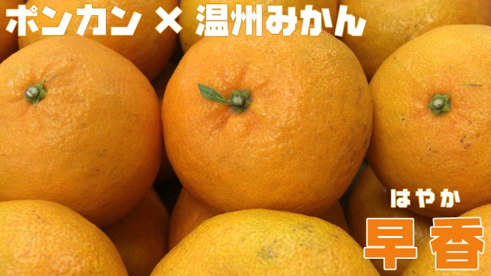 甘くて皮がむきやすい☆おポンカン×温州みかん【早香−はやか−】♪