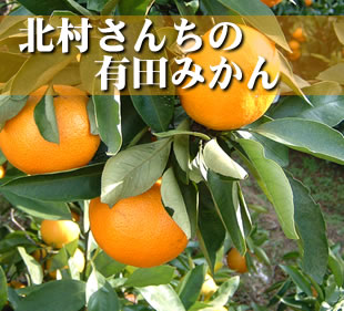 ��¼�������ͭ�Ĥߤ���