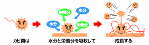 �ɥ���,���ӤȤ�,��������������