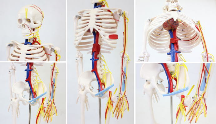 人骨模型85cm 血管&心臓付き ガイコツ 骸骨 人体模型