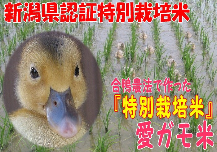 2016年度産 新米 合鴨 新潟産 愛がも コシヒカリ