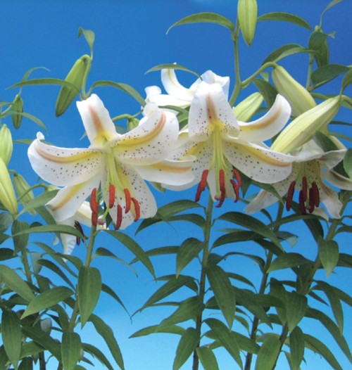 2011�����ꥳ�ꥹ�ε庬