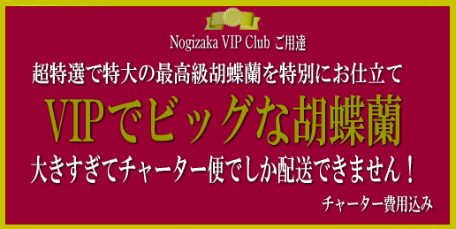 ĶVIP�ǥӥå��ʺǹ���ĳ��