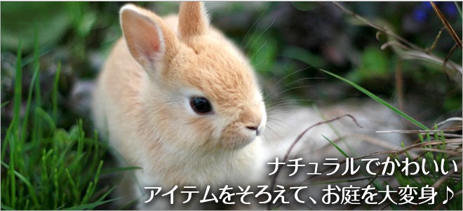 �ʥ�����Ǥ��襤�������ƥ�򤽤����ơ����������ѿȢ�
