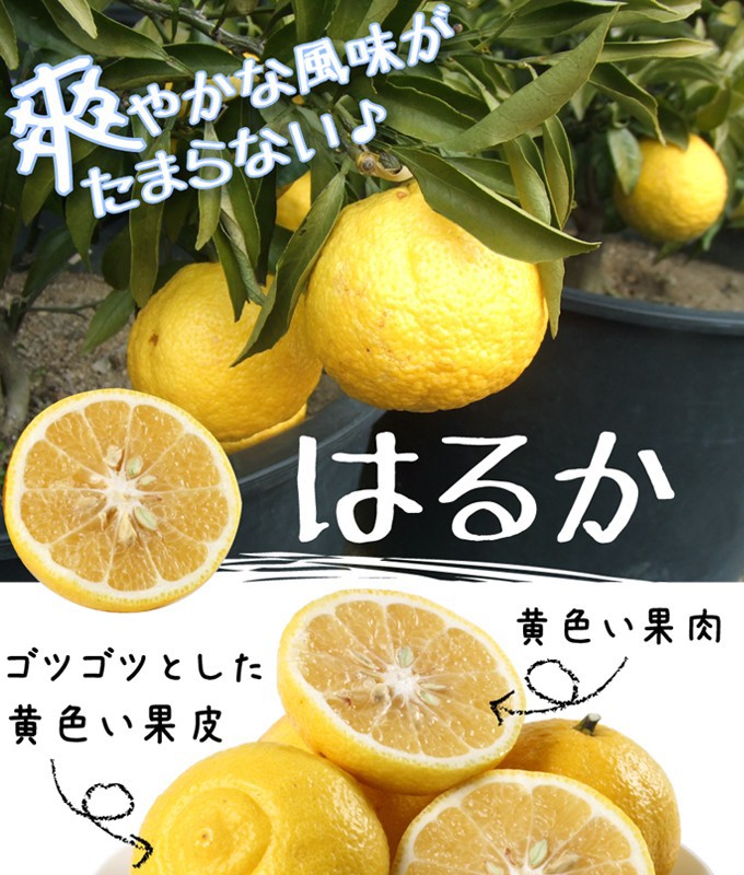 haruka_01.jpg
