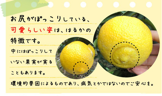 haruka_04.jpg