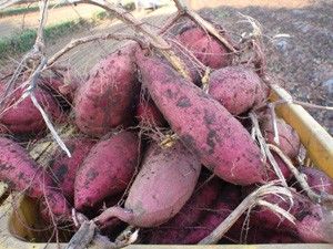 ���ֶ��