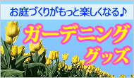�����ǥ˥󥰥��å�