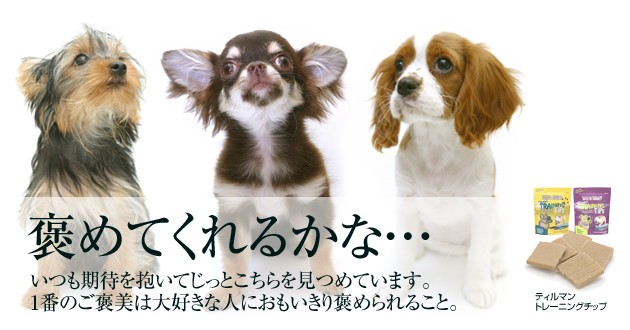 �ƥ���ޥ󡡥ȥ졼�˥󥰥��å�