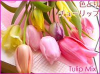 �֥��ե�/���塼��å�