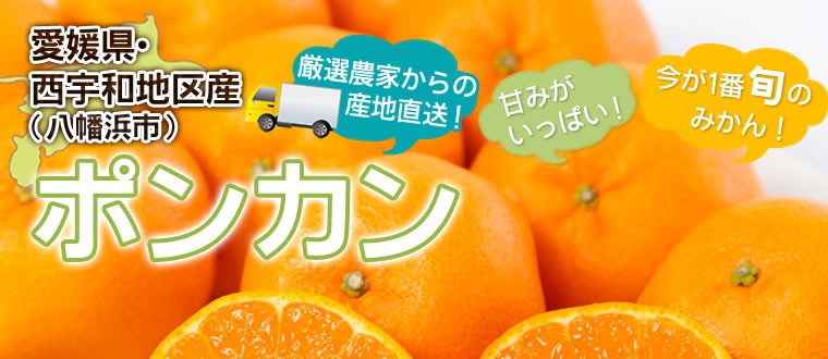 日本代拍: ポンカン 10キロ箱 爱媛 西宇和产 冬から春の柑橘みかん