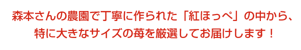 いちご 紅ほっぺ24粒入り