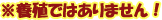 ���ܿ��ǤϤ���ޤ���