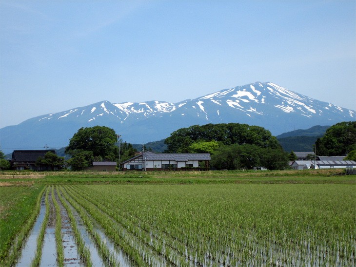 お米24kg 山形県产 つや姫 特a评価 24kg(2kg×12袋 特别栽培米