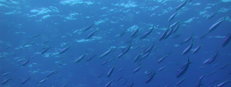 カート お気に入り 注文履歴 My ...