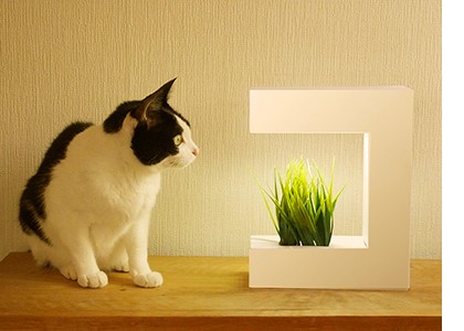 Akarina猫草