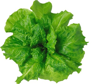 新鮮野菜