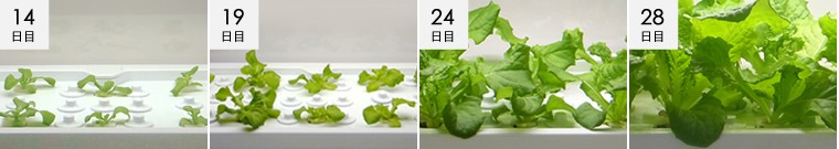 発育