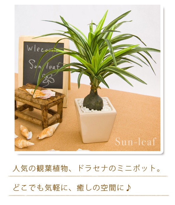 ドラセナミニポット*光触媒の人工観葉植物(インテリアグリーン)