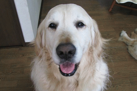 ワケあり ナチュラルバランス ウルトラプレミアム 13