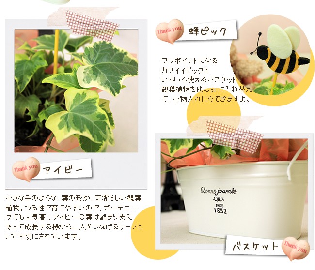 �����ӡ��������ʼ�Τ褦�ʡ��դη������İ��餷�����տ�ʪ���Ĥ����ǰ�Ƥ䤹���Τǡ������ǥ󥰤Ǥ�͵��⡪�����ӡ����դ����ޤ�٤����ä���Ĺ�����ͤ�����ͤ�Ĥʤ���꡼�դȤ������ڤˤ���Ƥ��ޤ���˪�ԥå����Х����åȡ����ݥ���Ȥˤʤ륫�磻���ԥå������������Ȥ���Х����åȡ����տ�ʪ��¾��ȭ�������ؤ��ơ���ʪ����ˤ�Ǥ��ޤ��衣