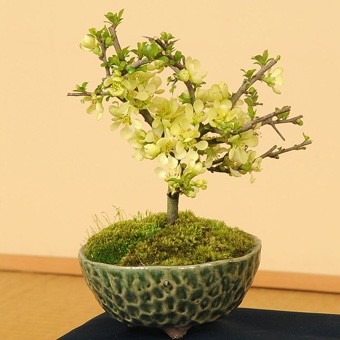 日本代拍: ミニ盆栽:白花长寿梅(瀬戸焼织部釉钵)*
