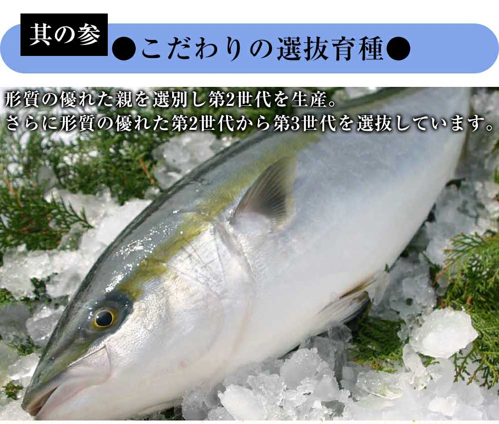 市場 FF紅ずわいがにドリア 業務用 紅ずわい 1ケース ズワイ カルダ ギフト 12袋 まとめ買い クチーナ 送料無料 200g 冷凍食品