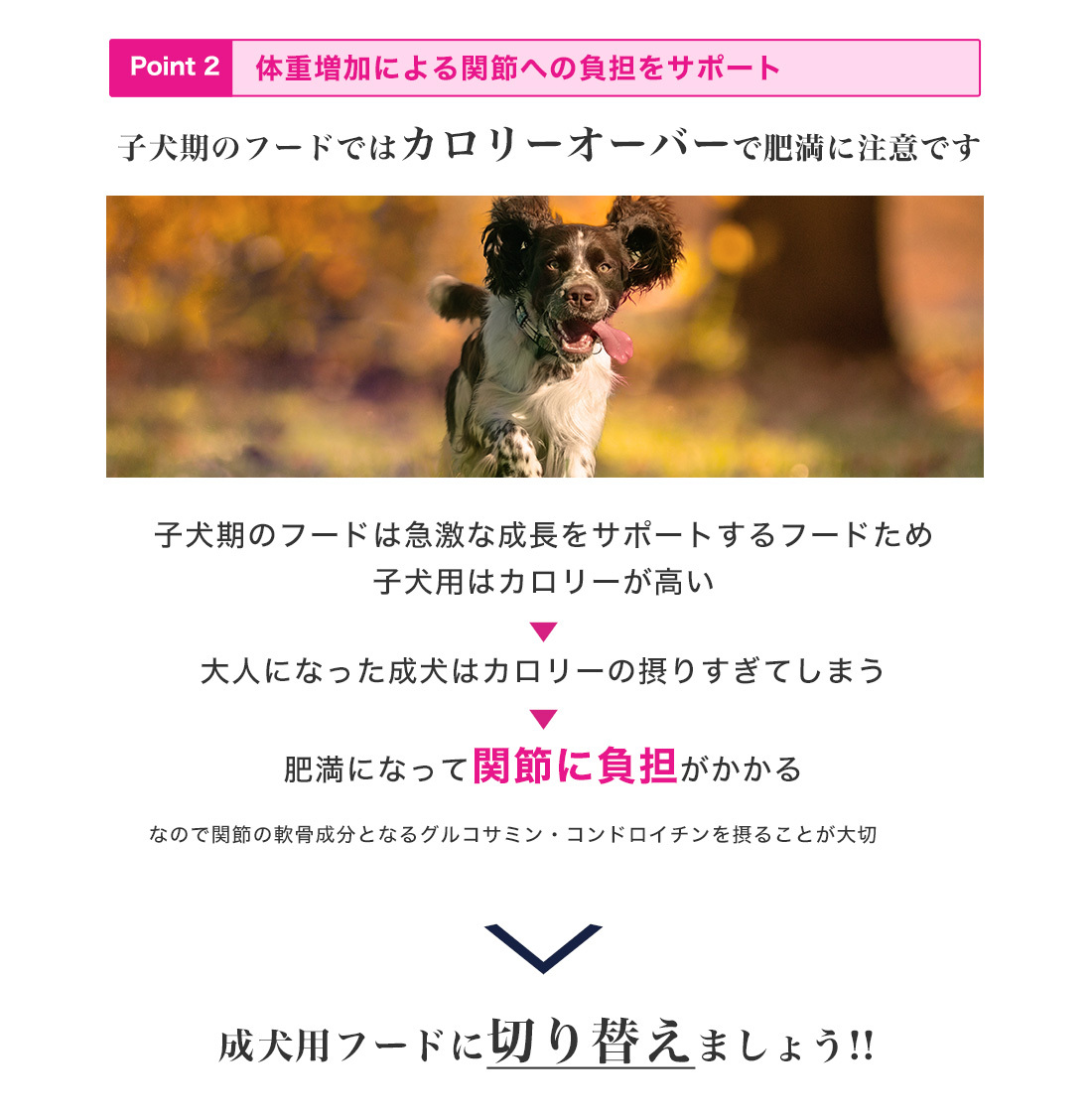 モコペット - 成犬用（[ユーカヌバ]Eukanuba）｜Yahoo!ショッピング