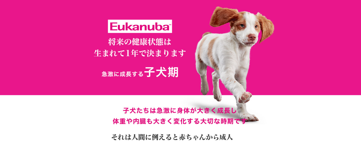 ユーカヌバ Eukanuba #w-162046 800g 3182550909341 スモール ドッグフード ドライフード パピー 子犬用 小型犬  本日限定 スモール