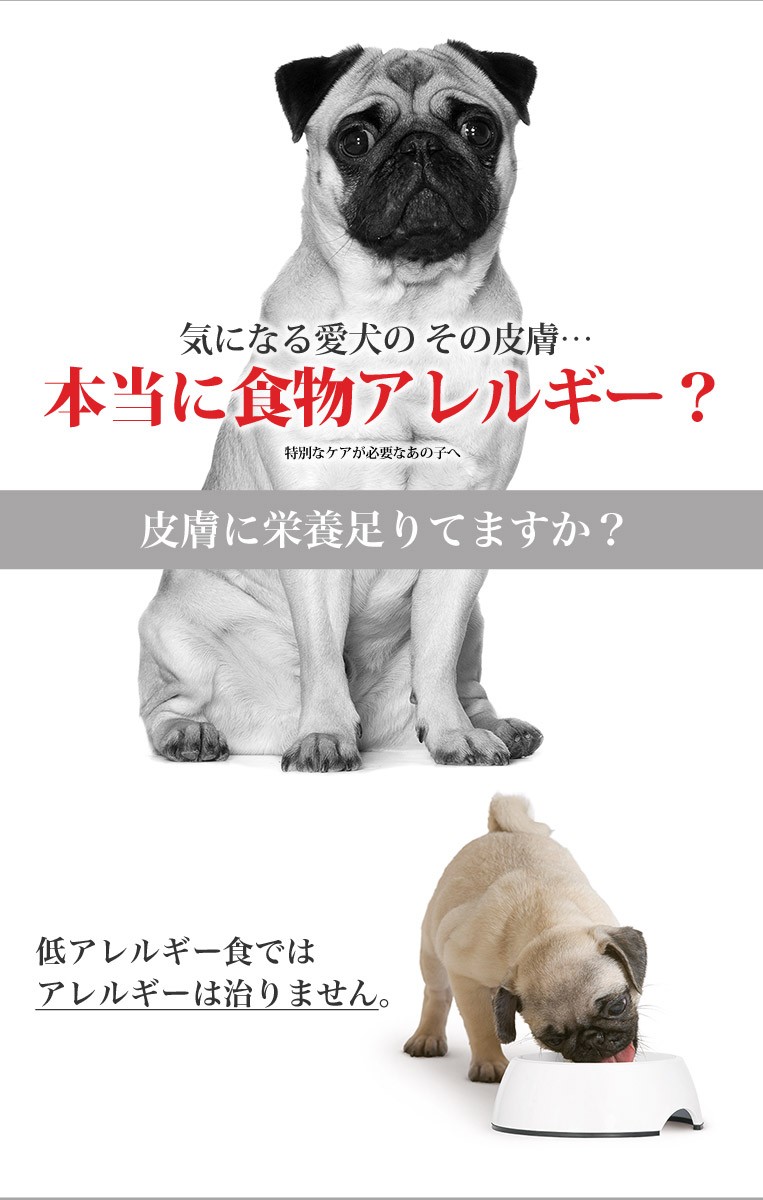 ロイヤルカナン ミニ ダーマコンフォート 800g / 小型犬 皮膚の健康を維持したい犬用（生後10ヵ月齢以上） / CCN 犬 ドライフード  ジッパー有り :w-113813-00-00:モコペット - 通販 - Yahoo!ショッピング