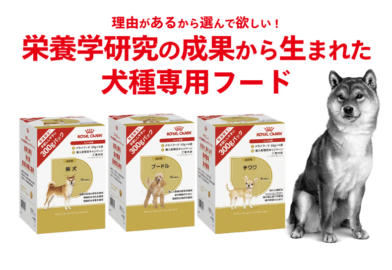 [ロイヤルカナン]ROYAL CANIN BHN 成犬用 犬種別トライアルパック 柴犬 プードル チワワ 300g / ブリードヘルスニュートリション お試し #stw-172182 | ロイヤルカナン | 02