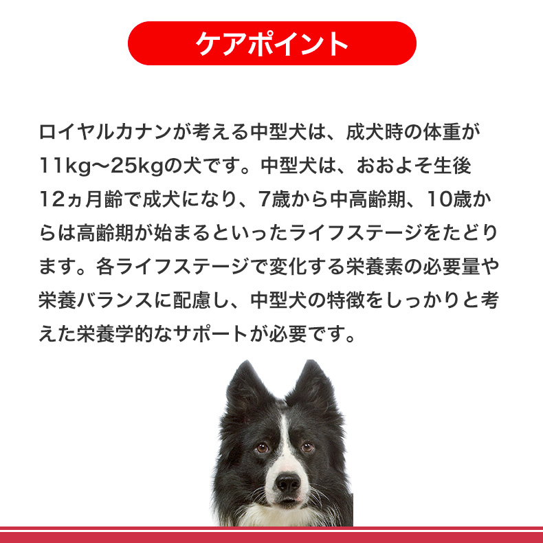 【お得な4個セット】ロイヤルカナン ミディアム アダルト 7＋ 4kg / 中型犬（成犬時体重11〜25kg）中高齢犬用（7歳以上） / SHN 犬 ドライフード ジッパー有り｜1096dog｜09