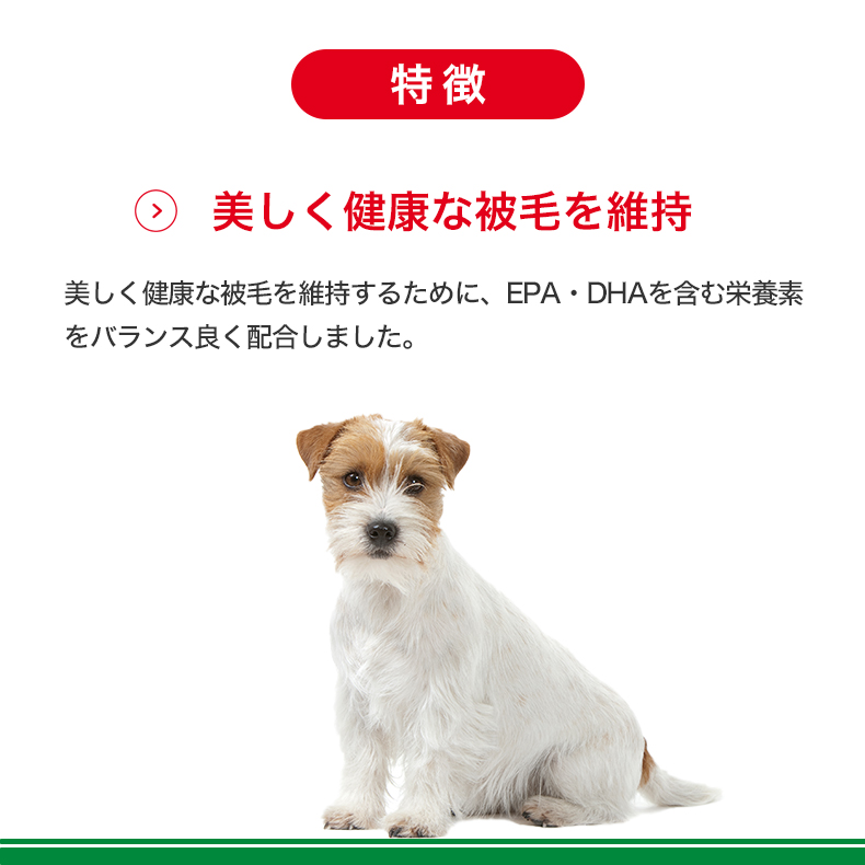 ロイヤルカナン ミニエイジング 12+ 85g / 小型犬の高齢犬用 12