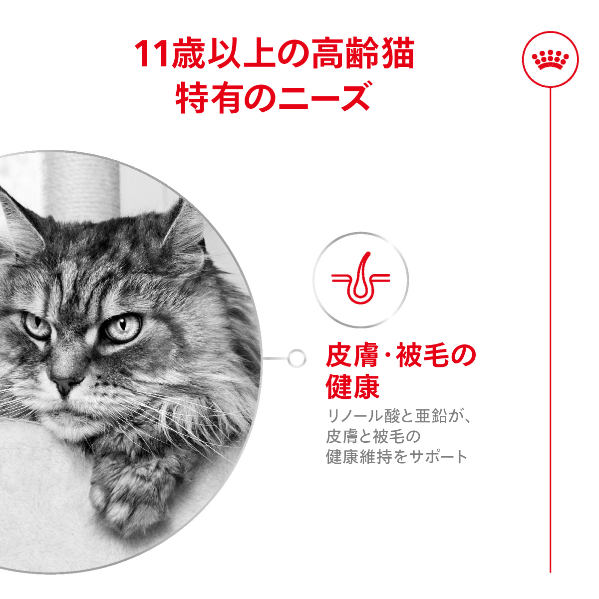 猫４兄弟 ロイヤルカナン ロイヤルカナン（ROYAL CANIN） 【お得な4個セット】ロイヤルカナン
