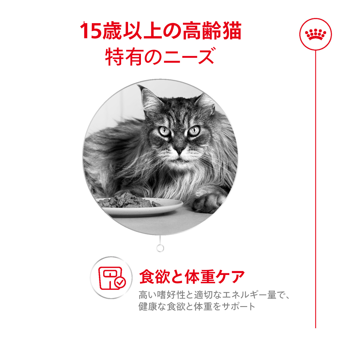 ロイヤルカナン（ROYAL CANIN） エイジング 15+ 15歳以上の高齢猫用