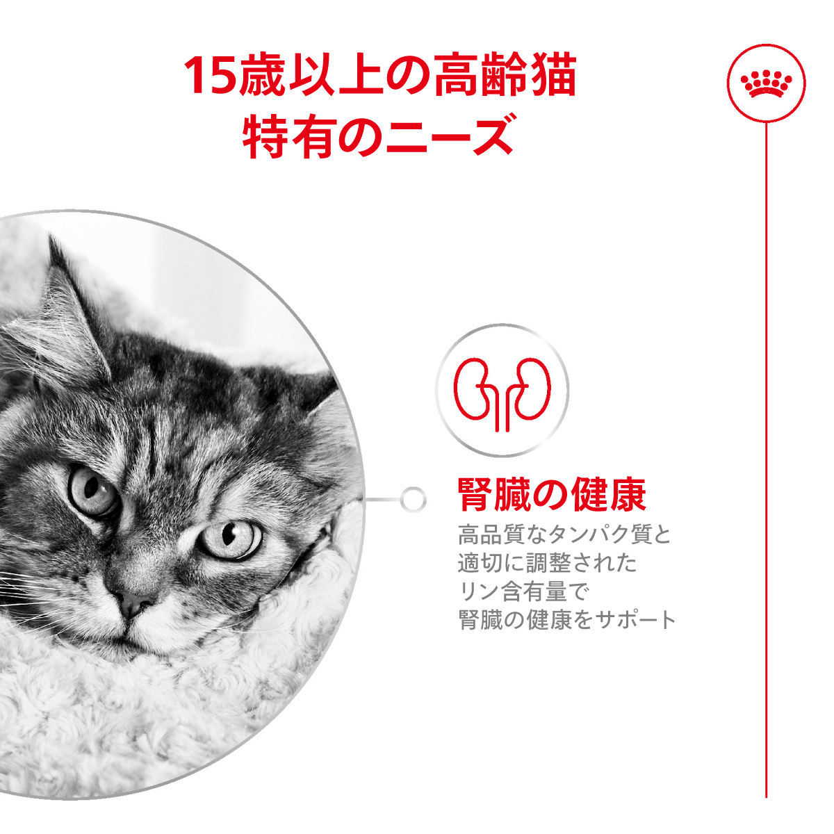ロイヤルカナン（ROYAL CANIN） エイジング 15+ 15歳以上の高齢猫用