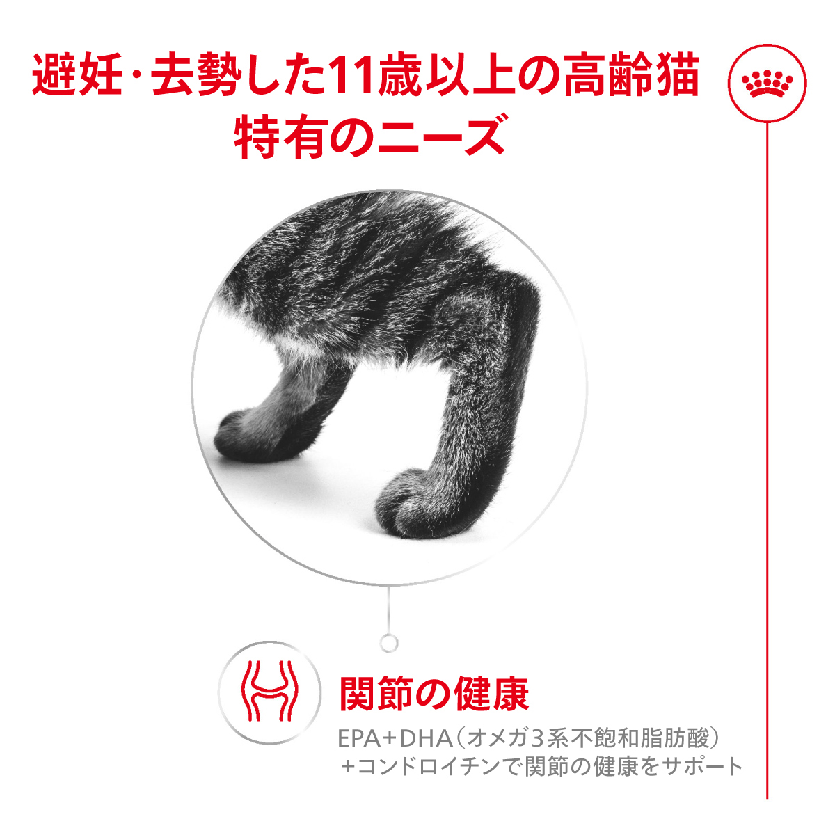 ロイヤルカナン（ROYAL CANIN） エイジングステアライズド 11+ 避妊