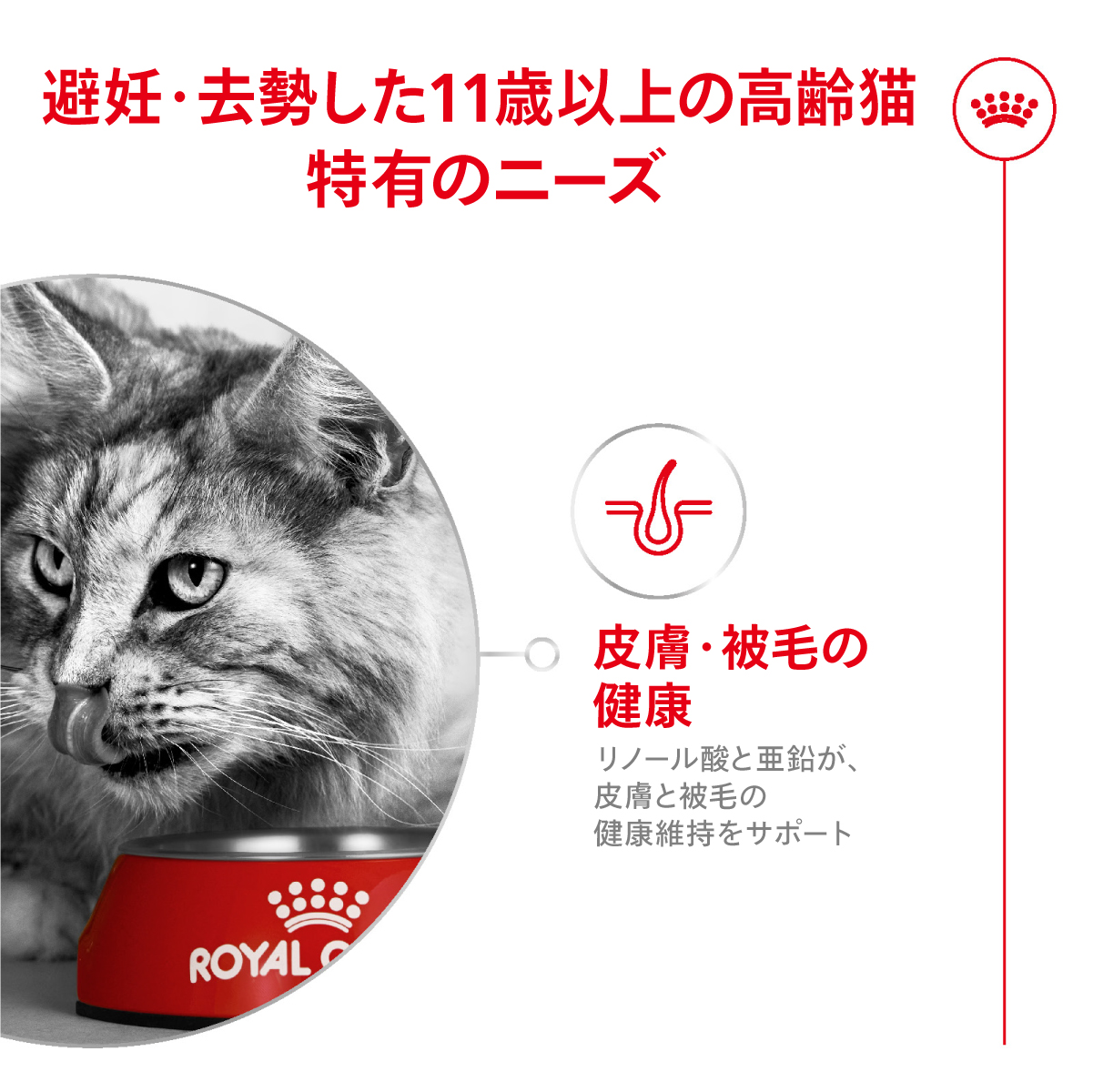 ロイヤルカナン（ROYAL CANIN） エイジングステアライズド 11+ 避妊