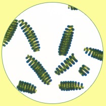 スピルリナ