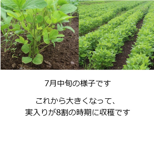 7月中旬の様子