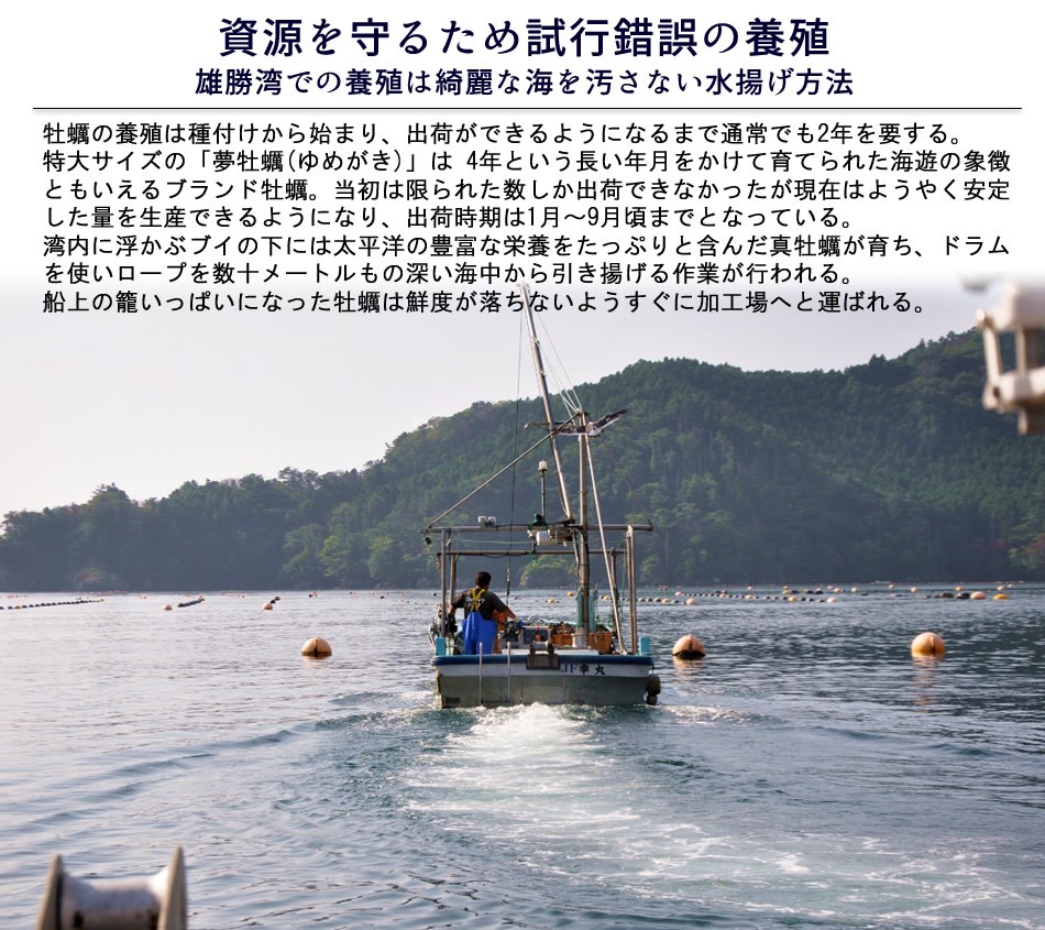 海遊 生牡蠣 宮城県石巻 雄勝湾 カキ漁師