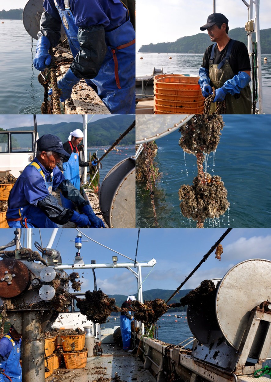 海遊 生牡蠣 宮城県石巻 雄勝湾 カキ漁師