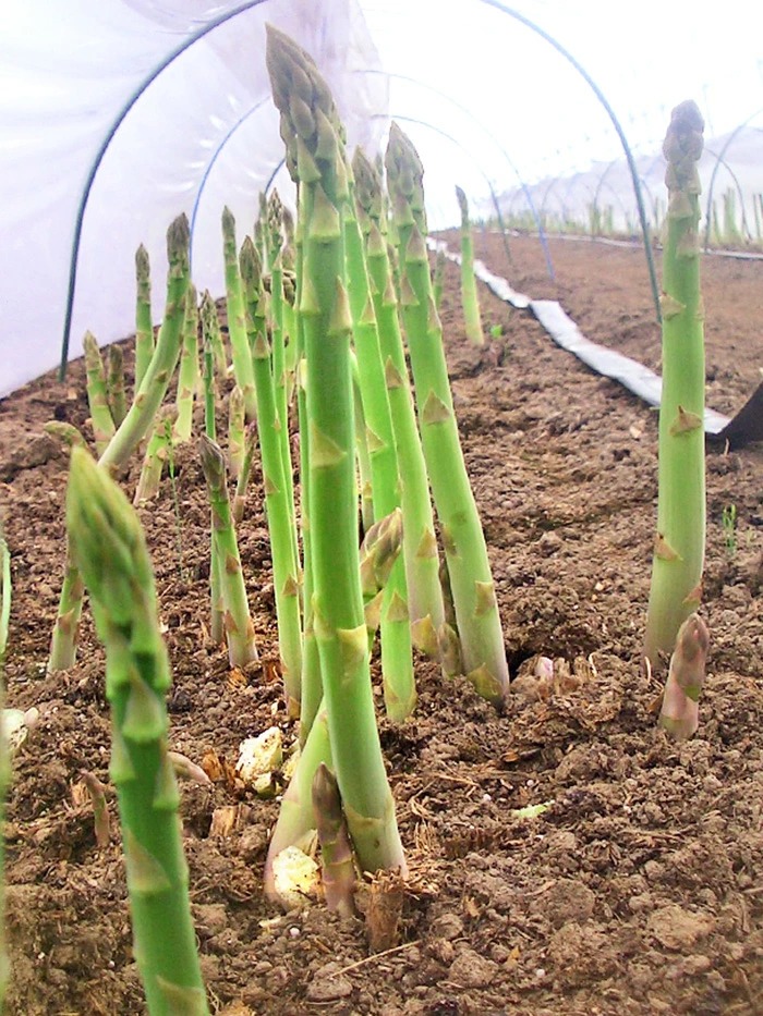 ほっかいどう　グリーンアスパラ